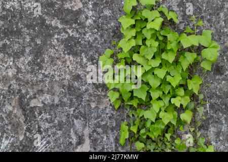 Klettern Efeu auf einer alten Mauer in der Landschaft, Italien Stockfoto