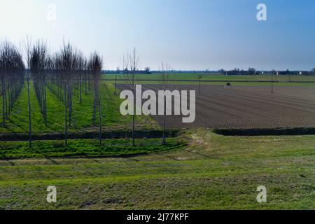 Blick auf wachsende Bäume für Holz. Holzindustrie, Italien Stockfoto