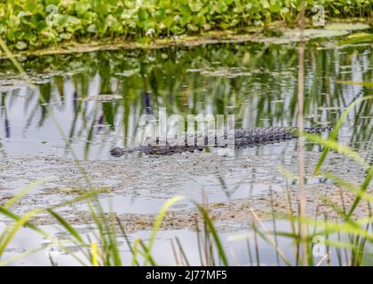 Alligator schwimmt im Sweetwater Wetlands Park durch das Sumpfgebiet Stockfoto