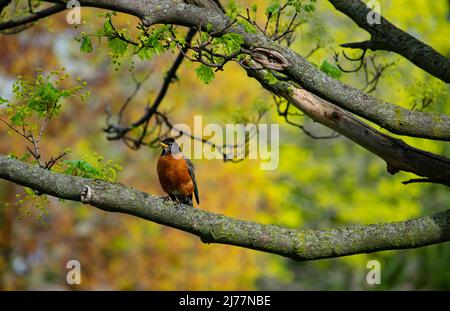 Ein eingelaunter Robin-Vogel, der im Frühjahr auf einem Ahornbaum-Ast steht - Stock-Fotografie Stockfoto