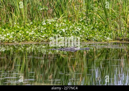 Alligator schwimmt im Sweetwater Wetlands Park durch das Sumpfgebiet Stockfoto