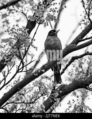 Ein Schwarz-Weiß-Foto eines einsam-amerikanischen Robin-Vogels (Turdus migratorius), der im Frühjahr auf einem Ahornbaum-Ast bieret - Stock-Fotografie Stockfoto