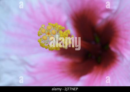 Eine extreme Nahaufnahme eines weißen Hibiscus -Hibiscus sinensis- blüht Stigma, Stempel und Staubgefäß in sanfter Stimmungsbeleuchtung; aufgenommen in einem Studio Stockfoto