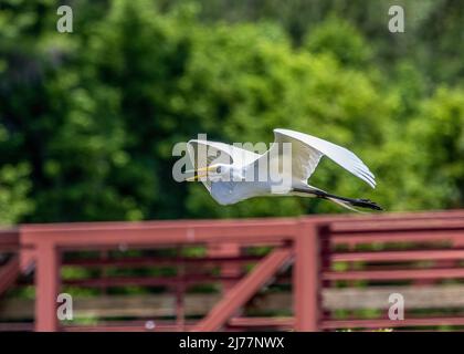 Anmutiger Silberreiher im Flug über eine rote Brücke im Sweetwater-Feuchtgebiet-Park Stockfoto
