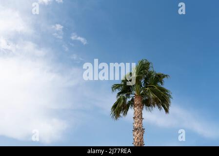 Mexikanische Fächerpalme gegen Himmel Stockfoto