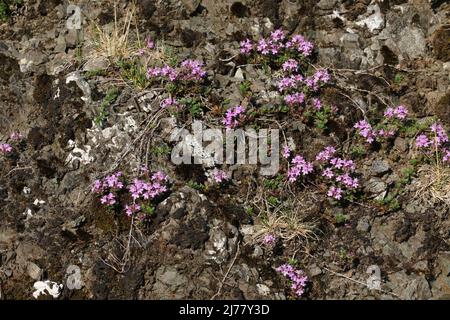 Niedrig wachsender Wildthyme (Thymus polytrichus) auf Felsen, im Brisbane Glen bei Largs in Ayrshire, Schottland. Stockfoto