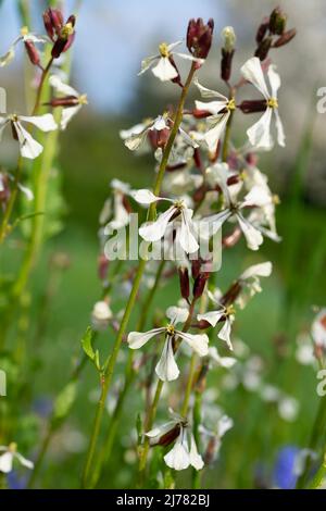 Blühende Rakete, Eruca vesicaria, Nahaufnahme Stockfoto