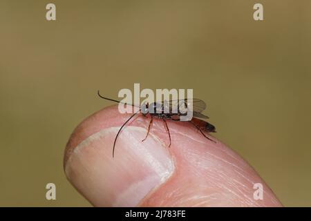 Weibliche Ichneumonwespe mit einem kurzen Ovipositor, der auf meinem Daumen ruht (nicht beißt). Aus der Unterfamilie Campopleginae, Familie Ichneumonidae. Frühling, Mai, H Stockfoto