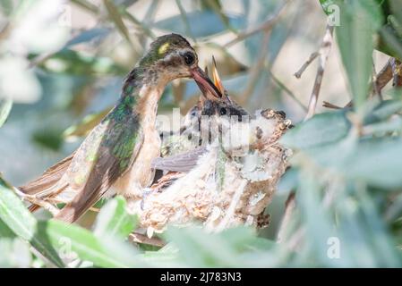 XANTUS's Kolibri-Mutter füttert ihre Babys im Nest Stockfoto