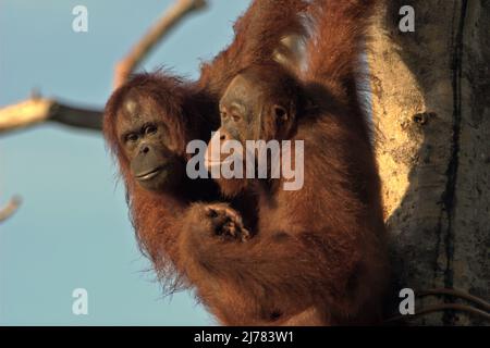 Bornean-Orang-Utans (Pongo pygmaeus) in einem Rehabilitationszentrum, das von der Borneo Orang-Utan Survival Foundation in Samboja Lestari, Ost-Kalimantan, Indonesien, betrieben wird. Stockfoto