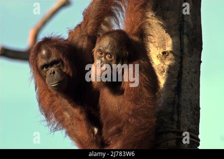 Bornean-Orang-Utans (Pongo pygmaeus) in einem Rehabilitationszentrum, das von der Borneo Orang-Utan Survival Foundation in Samboja Lestari, Ost-Kalimantan, Indonesien, betrieben wird. Stockfoto