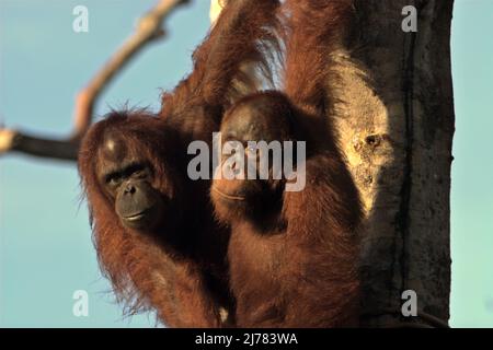 Bornean-Orang-Utans (Pongo pygmaeus) in einem Rehabilitationszentrum, das von der Borneo Orang-Utan Survival Foundation in Samboja Lestari, Ost-Kalimantan, Indonesien, betrieben wird. Stockfoto