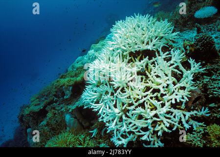 Gebleichte Staghornkorallen, Korallenbleiche, Folgen der globalen Erwärmung, Korallenriff auf den Malediven, Indischer Ozean, Asien Stockfoto