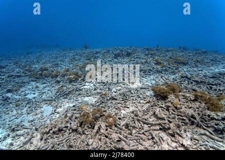 Totes Korallenriff, gebrochene Korallen auf dem Meeresboden, Klimawandel durch globale Erwärmung verschlechtert die Gesundheit von Korallenriffen, Curacao, Niederländische Antillen, Stockfoto