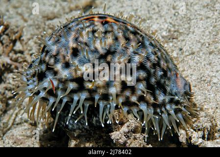 Tyrrie (Cypraea tigris) bei Nacht, Malediven, Indischer Ozean, Asien Stockfoto