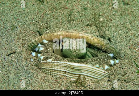 Geäderter Octopus (Octopus marginatus) versteckt in einer leeren Muschel (Muschel), Puerto Galera, Mindoro, Philippinen, Asien Stockfoto