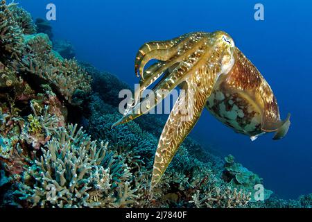 Breitkeulen-Sepia (Sepia latimanus), auch Breitarm-Sepia genannt, Palau, Mikronesien | Broadclub-Tintenfisch (Sepia latimanus), Palau, Mikronesien Stockfoto