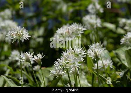 Frische weiße Allium ursinum- oder Bärlauch-Blüten mit grünen Blättern entlang eines Grabens. Enge Schärfentiefe Stockfoto