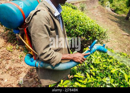 Farmer sprüht Busch mit manuellem Pestizidsprüher gegen Insekten auf Teebäume in Indien Kerala Munnar Plantagen Stockfoto