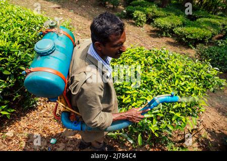 Farmer sprüht Busch mit manuellem Pestizidsprüher gegen Insekten auf Teebäume in Indien Kerala Munnar Plantagen Stockfoto