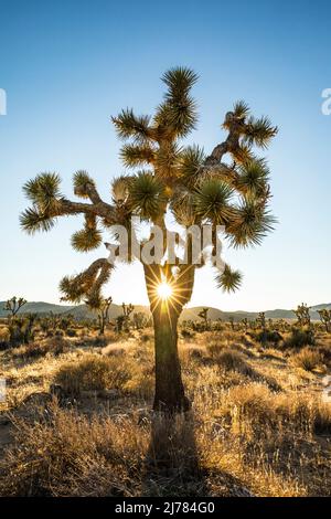 Joshua Tree mit der durchgehenden Sonne im Joshua Tree National Park. Stockfoto