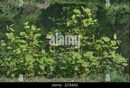 Japanisches Knotweed (Fallopia japonica),River Wupper,Bergisches Land,Deutschland Stockfoto