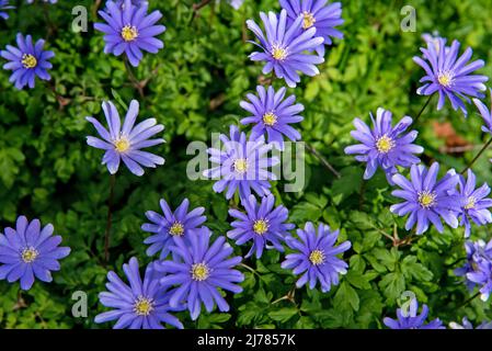 Anemone blanda, griechische Windblumen oder Winterwindblumen blühen im Garten Stockfoto