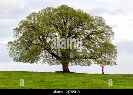 Frau berührt die Blätter eines wunderschönen Baumes in den Bergen des Landes Georgien in der Nähe der Katskhi-Säule, der Imereti-Region, Georgiens, Europas Stockfoto