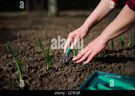 Nahaufnahme der Hände des Gärtners mit einem Gartenrechen, der den Boden lockert und grüne Zwiebeln und Kräuter in einem Gemüsegarten pflanzt Stockfoto