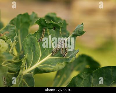Raupen des Großen Kohlweißling Auf Kohlblatt Stockfoto