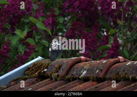 Seltene Amsel mit Leukismus, Mangel an Pigmentierung. Stockfoto