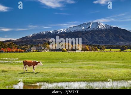 Ackerland mit weidenden Schafen und Kühen im wunderschönen Tal, Südinsel, Neuseeland Stockfoto