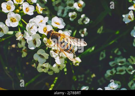 Eine Arbeiterbiene sammelt Honig auf weißen duftenden Blüten Stockfoto