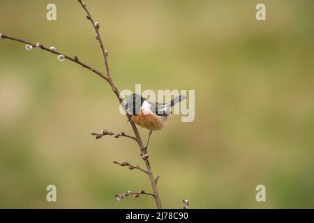 Steinechat, Saxicola rubicola, männlicher Vogel thront und wachsam auf Weidenzweig Stockfoto