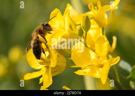 05. Mai 2022, Schleswig-Holstein, Grömitz: Eine Biene sammelt Nektar auf einer blühenden Rapspflanze. Foto: Daniel Bockwoldt/dpa Stockfoto