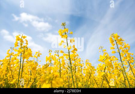 05. Mai 2022, Schleswig-Holstein, Grömitz: Rapsblüten auf einem Feld gegen blauen Himmel. Foto: Daniel Bockwoldt/dpa Stockfoto