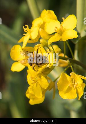 05. Mai 2022, Schleswig-Holstein, Grömitz: Eine Biene sammelt Pollen an einer blühenden Rapspflanze. Foto: Daniel Bockwoldt/dpa Stockfoto