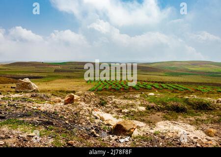 Am Berghang landwirtschaftlich bewirtschaftete Felder mit hellblauem Himmel am Morgen aus flachem Winkel Stockfoto