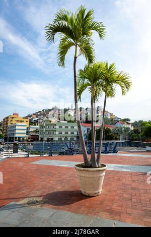 GUAYAQUIL, ECUADOR - 13. APRIL 2022: Blick auf den Malecon 2000 und den Guayas-Fluss in Guayaquil, der zweitgrößten Stadt Ecuadors. Stockfoto