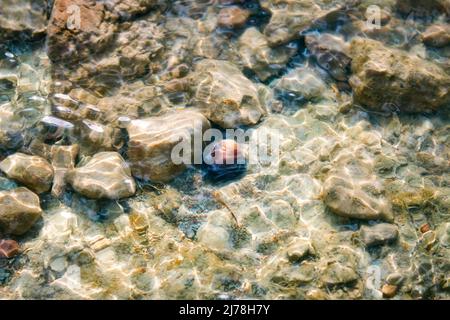 Felsen und eine bunte Muschel unter Wasser von oben mit einem verträumten Effekt von plätscherndem Wasser und Wellen aufgenommen Stockfoto