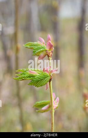 Junge neue Blätter sprießen im Frühling auf einem europäischen Haselnussbaum corylus avellana Stockfoto