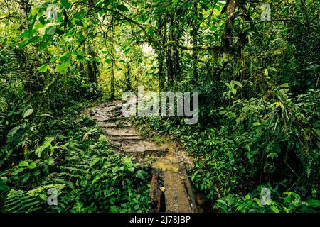 Tropischer Regenwald In Ecuador. Wanderweg im Amazon Cloud Forest. Dschungelpfad zum Hola Vida Wasserfall. Puyo, Ecuador. Südamerika. Stockfoto