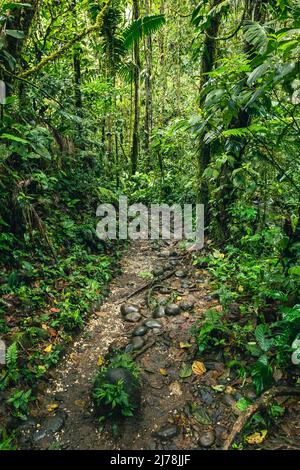 Tropischer Regenwald In Ecuador. Wanderweg im Amazon Cloud Forest. Dschungelpfad zum Hola Vida Wasserfall. Puyo, Ecuador. Südamerika. Stockfoto