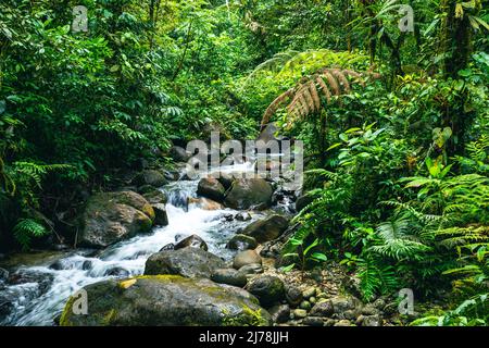 Tropischer Regenwald In Ecuador. Wanderweg im Amazon Cloud Forest. Dschungelpfad zum Hola Vida Wasserfall. Puyo, Ecuador. Südamerika. Stockfoto