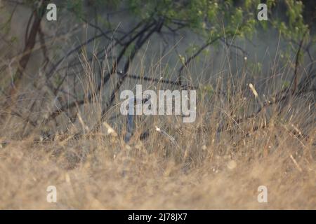 Fort Huachuca Landscape 2, Mai 4 2022 Stockfoto