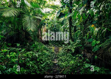 Regenwald Von Ecuador. Grüner Natur Wanderweg Weg in tropischen Dschungel. Mindo Valley - Nebelwald Von Nambillo, Ecuador, Anden. Südamerika. Stockfoto