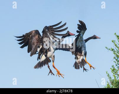 Elster-Gänse (Anseranas semipalmata) kommen an Land, Marlgu Billabong, Wyndham, Kimberley, Western Australia, WA, Australien Stockfoto