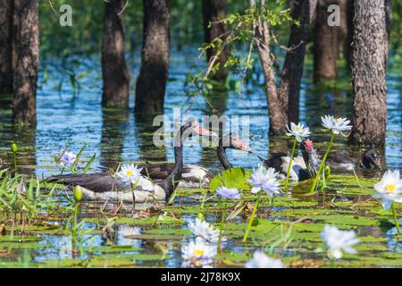 Elbengänse (Anseranas semipalmata), die in Feuchtgebieten unter Seerosen schwimmen, Marlgu Billabong, Wyndham, Kimberley, Western Australia, WA, Australien Stockfoto