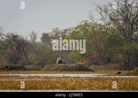 nilgai oder blauer Stier oder Boselaphus tragocamelus eine asiatische Antilope, die auf einem Hügel im Feuchtgebiet oder in der Landschaft des keoladeo-Nationalparks oder bharatpur-indiens ruht Stockfoto