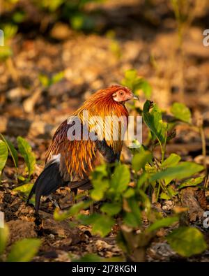 Roter Jungvögel oder gallus gallus ein farbenfroher Vogel, der im Winter im Jim corbett National Park einen wilden Vorfahren des Hausvögels oder Hähnchens in der Sonne des Winters verführt Stockfoto